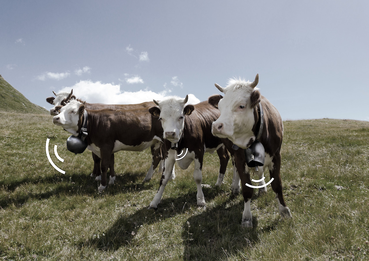 © Alain Bellet. Ring the Cows.
