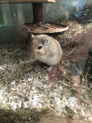 Pick of the Day. © Yves Biber.